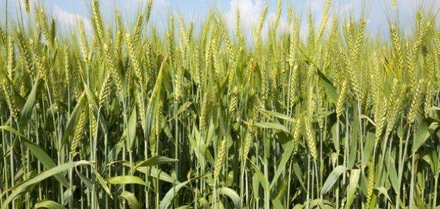بدء توريد 15 ألف طن قمح من أراضى السويس