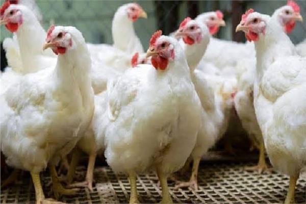 أسعار الدواجن اليوم الأحد بالأسواق 
