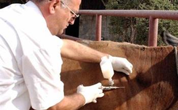   «بيطري الغربية»: تحصين 249 ألف رأس ماشية ضد الأمراض الوبائية