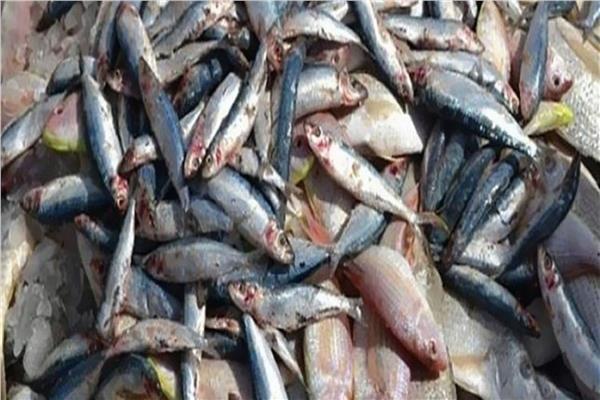 ضبط 112 كجم لحوم وأسماك فاسدة بأسوان