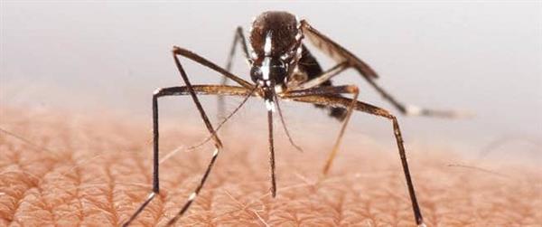 ماليزيا تعلن زيادة حالات الإصابة بالملاريا