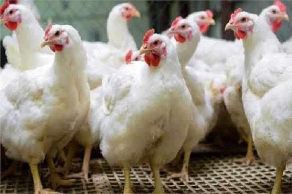 أسعار الدواجن بالأسواق اليوم الخميس 