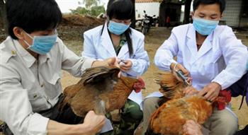   الصين تسجل أول إصابة بشرية بإنفلونزا الطيور 