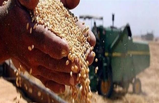 المنيا.. توريد 15 ألف طن قمح بالشون والصوامع 