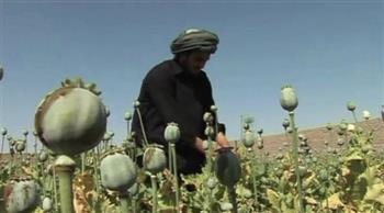   طالبان تحظر زرع نبات الخشخاش فى أفغانستان