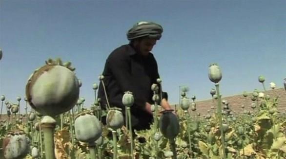 طالبان تحظر زرع نبات الخشخاش فى أفغانستان