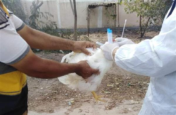 محافظ كفر الشيخ: تحصين 28 ألفا و730 طائرًا من الأمراض الوبائية
