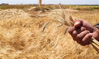   "الزراعة بالقصر": توريد 70 ألف طن من محصول القمح هذا العام