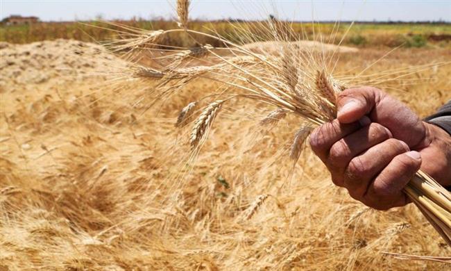 "الزراعة بالقصر": توريد 70 ألف طن من محصول القمح هذا العام