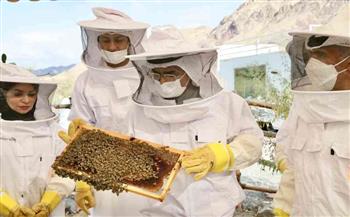   الزراعة: تصدير 10,456 طرد «نحل العسل» لـ المملكة العربية السعودية