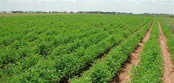   «الزراعة» عن شائعة إهمال الرقعة الزراعية: زادت مساحة الأراضى بنسبة 9% فى 2021