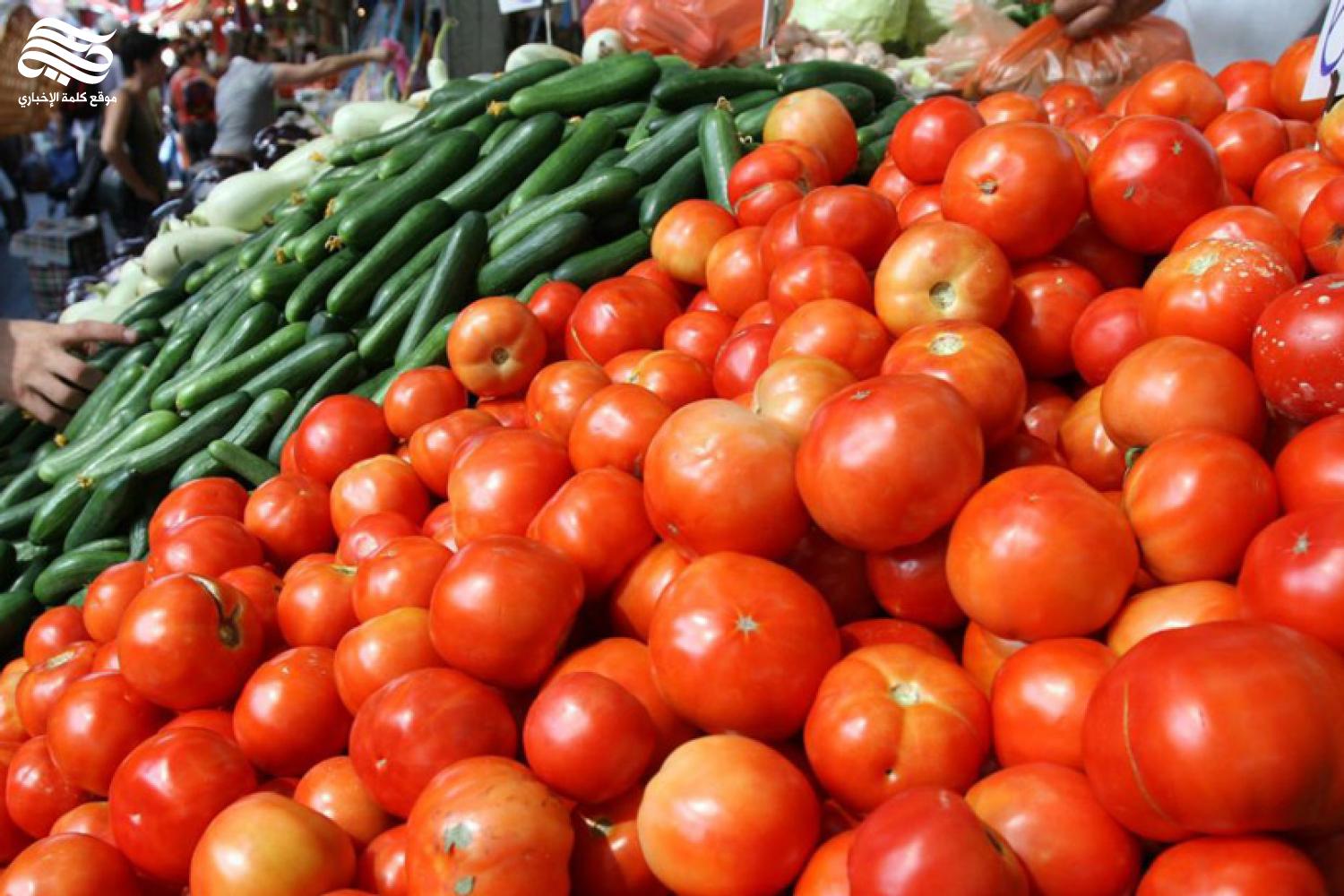 شعبة الخضروات: «العروة» وراء ارتفاع أسعار الطماطم