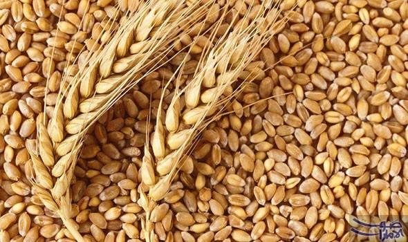 محافظ الجيزة: نستهدف استقبال أكثر من 120 ألف طن قمح محلي هذا العام