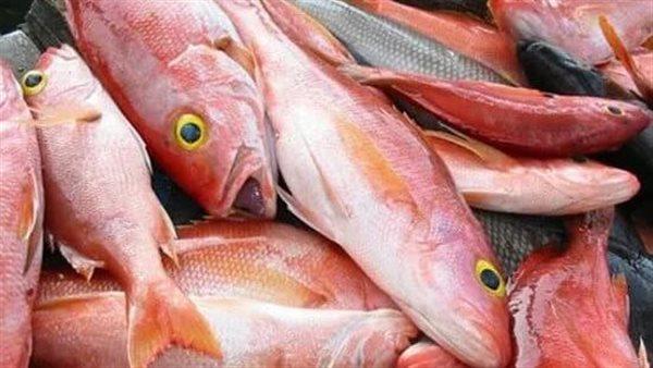 البلطي بـ 33 جنيهًا.. أسعار الأسماك اليوم 