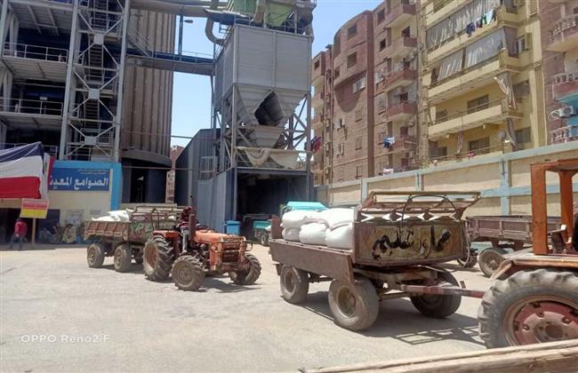 فرق متنقلة من المتطوعين لطرق أبواب المزارعين وتحفيزهم على توريد محصول القمح بالفيوم 
