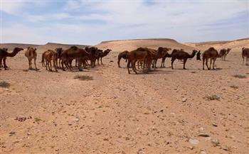 شعيب يتابع شكوى نفوق جمال بالسلوم 
