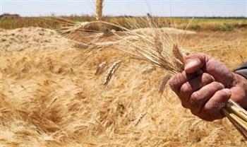   شون وصوامع المنيا تستقبل 139 ألف طن من محصول القمح منذ بدء الموسم