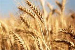  المنيا تستقبل 156 ألف طن من محصول القمح بالشون والصوامع