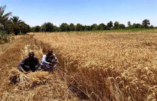 تفاصيل اكتمال السعة التخزينية لأول صومعة بتوشكى