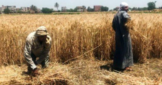 الانتهاء من حصاد 39 ألف فدان قمح بالقليوبية