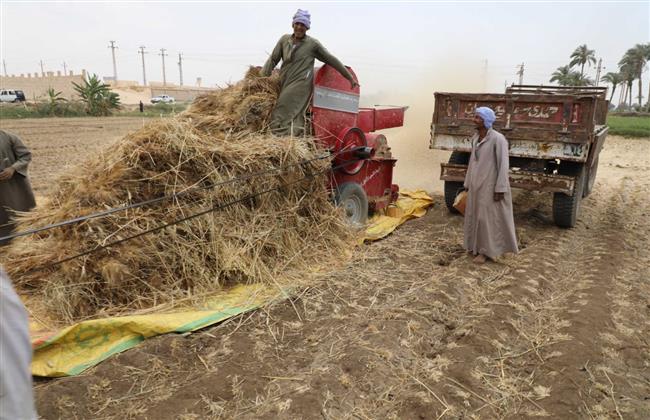 توريد 192 ألف طن من محصول القمح بالشون والصوامع بجميع مراكز المنيا
