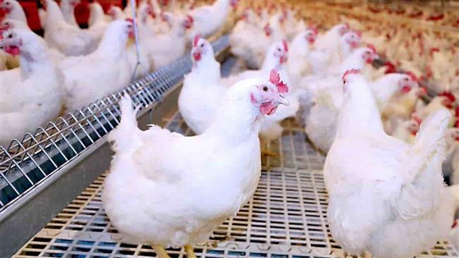 بشرة سارة.. تراجع أسعار الدواجن اليوم الإثنين  