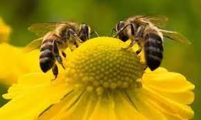   دورة تدريبية للعلاج بسم النحل في المنصورة