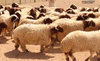 مع اقتراب العيد.. ارتفاع في أسعار الأضاحي 