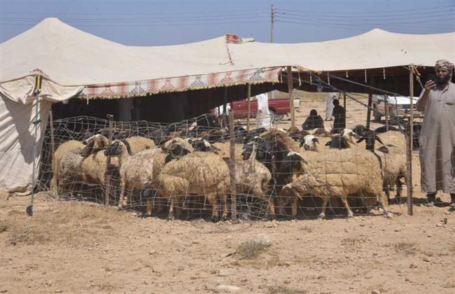 بدء موسم جز صوف الأغنام بالنجيلة