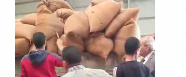 محافظ بني سويف: استلام 96 ألف طن  قمح محلي بالصوامع والشون 