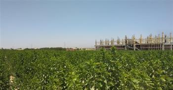   مزرعة التوت بقنا .. أول مشروع ناجح لإنتاج خيوط الحرير في مصر 