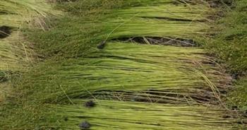   زراعة دمياط: الانتهاء من حصاد محصول الكتان بأنحاء المحافظة