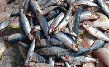   ضبط 415 كيلو أسماك وملوحة فاسدة في سوهاج