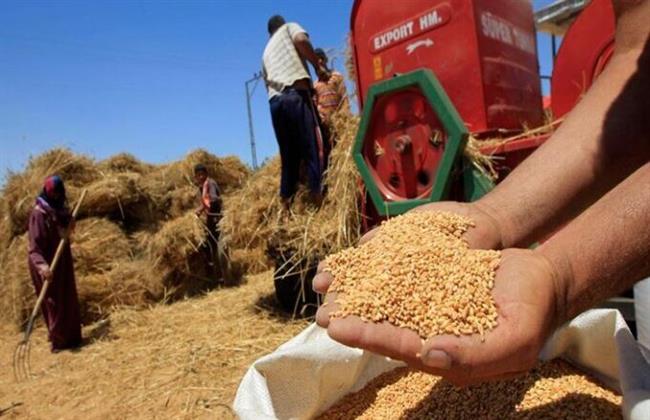 «تموين المنيا»: توريد 28 ألف طن قمح بالشون الحكومية والصوامع 