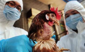   فرنسا تذبح 16 مليون دجاجة خوفا من أنفلونزا الطيور