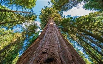   باحثون: اكتشاف غابة عمرها 4 ملايين عام بها أطول أشجار في العالم