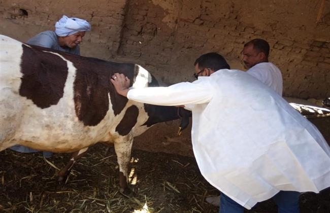 فحص أكثر من 3 آلاف رأس ماشية بسوهاج
