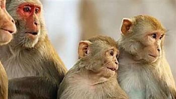   البرتغال ترصد 5 إصابات بـ«جدري القرود»