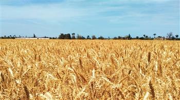   "الزراعة" تواصل متابعة حصاد وتوريد القمح في محافظات الصعيد