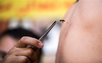   د . مها غانم تحذر من العلاج بسم النحل كعلاج أساسى.. «قد يسبب الوفاة» 