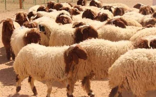 ننشر شروط الأضحية في عيد الأضحي المبارك 2022