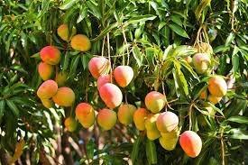   «تجارة تصدير الفاكهة» .. كلمة السر للنصب علي المواطنين بسوهاج 
