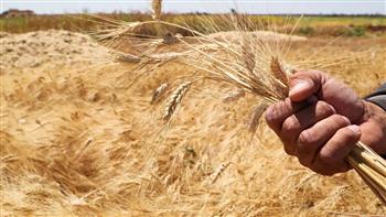   زراعة دمياط: حصاد 22.1 ألف فدان من القمح
