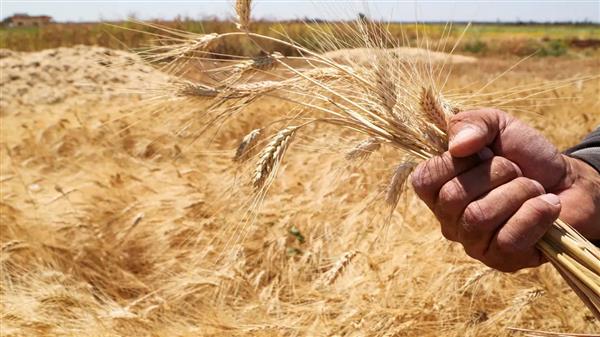 زراعة دمياط: حصاد 22.1 ألف فدان من القمح
