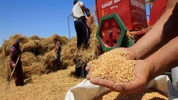 "تموين كفر الشيخ": توريد 188 ألفا و149 طنا من القمح من خلال 23 موقعا