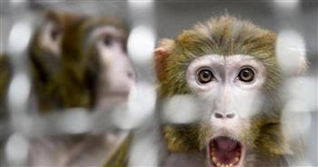    الحيوانات الأليفة سبب إصابات كثيرة بجدري القرود في أوروبا