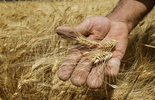 صوامع الجيزة تستقبل ٣٥ ألف طن قمح 