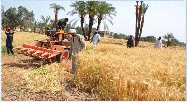 الزراعة تكشف أسباب زيادة إنتاجية فدان القمح لـ 25 أردبا