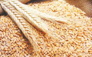 مديرة صندوق النقد الدولي تحث الهند على إعادة النظر في حظر صادراتها من القمح