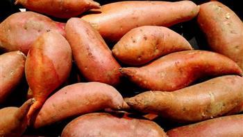الوادي الجديد: خطة للتوسع في زراعة البطاطا